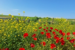 PHOTO-2025-07-14-16-05-42